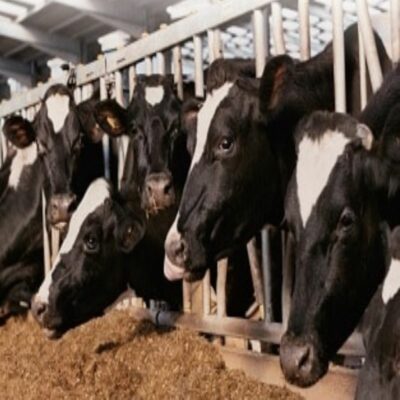 Veterinary Drugs