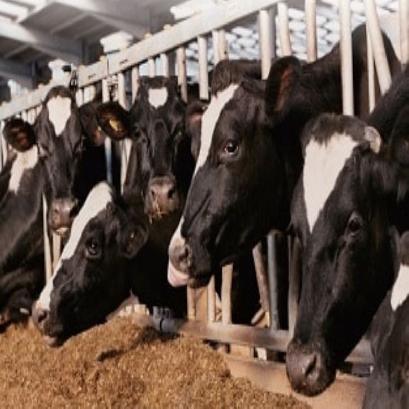 Method Package for Veterinary Drugs
